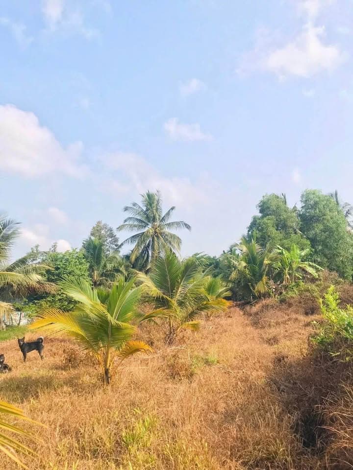 Bán đất X. Thành Triệu, H. Châu Thành, T. Bến Tre - Ảnh 2