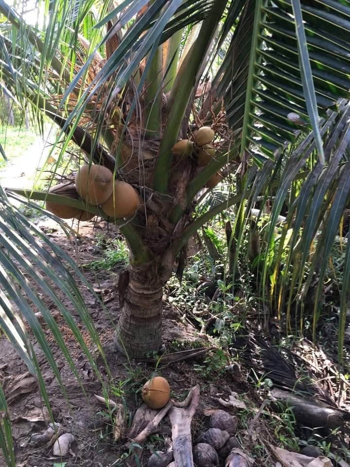 Bán đất X. Thành Triệu, H. Châu Thành, T. Bến Tre - Ảnh 3