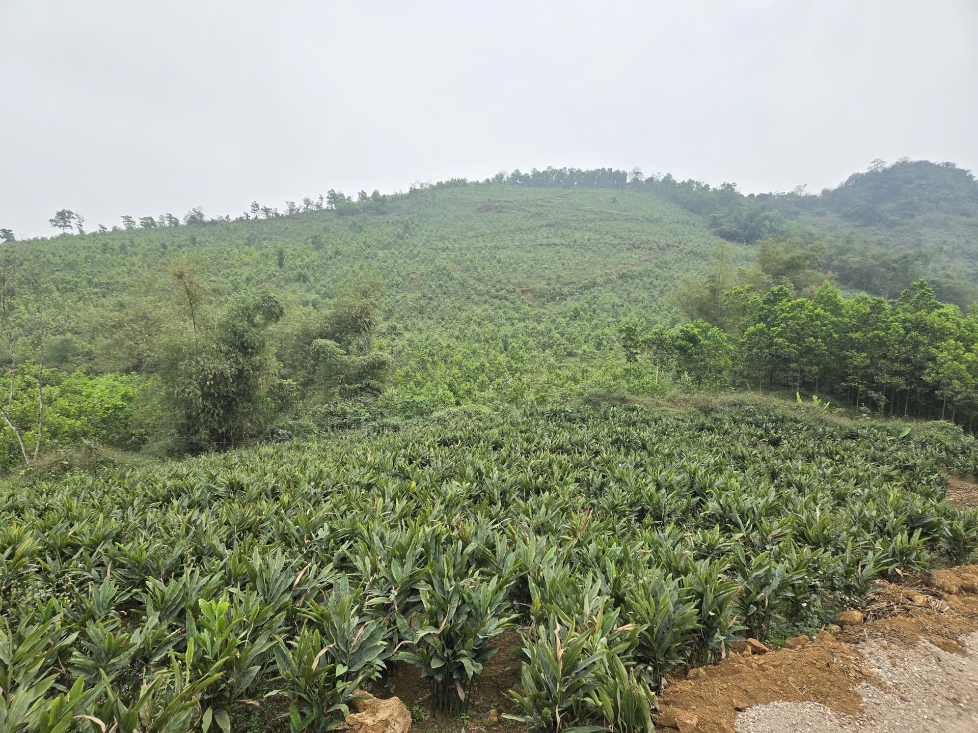 Bán đất X. Liên Sơn, H. Lương Sơn, T. Hòa Bình - Ảnh 3