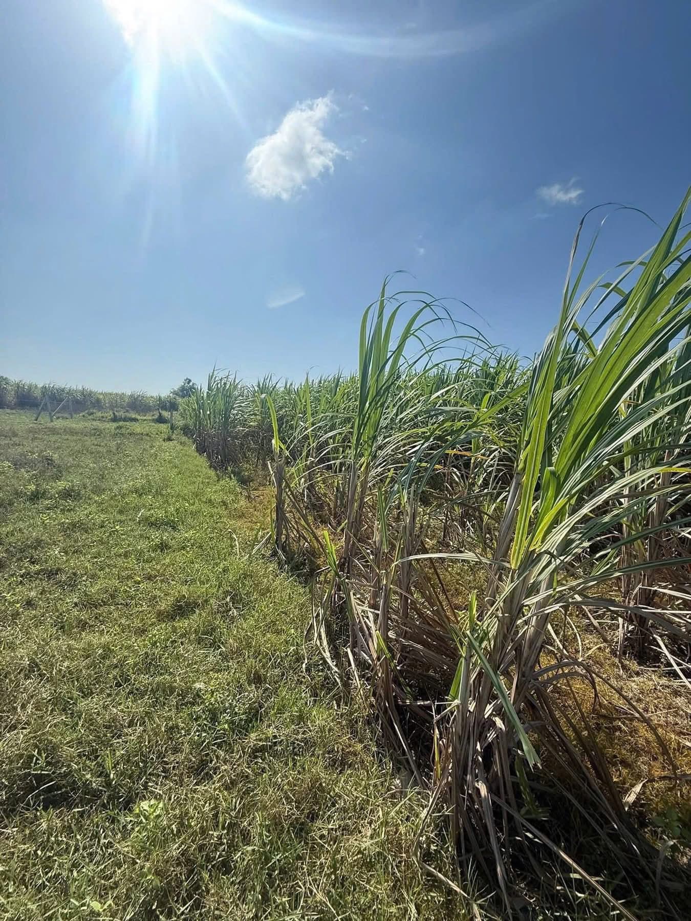 Bán đất X. Cam An Nam, H. Cam Lâm, T. Khánh Hòa