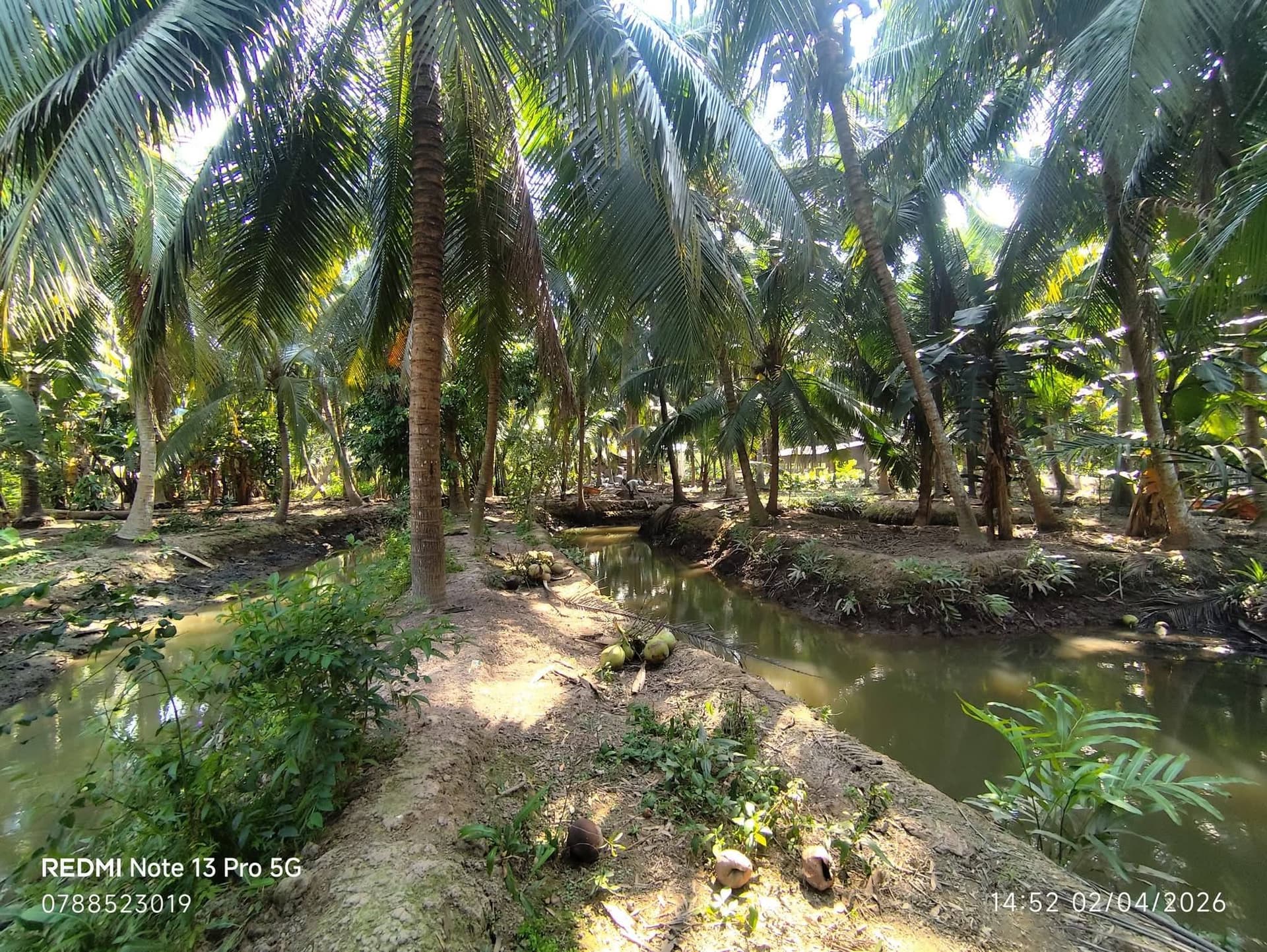 Bán đất X. Tân Phú Tây, H. Mỏ Cày Bắc, T. Bến Tre - Ảnh 2