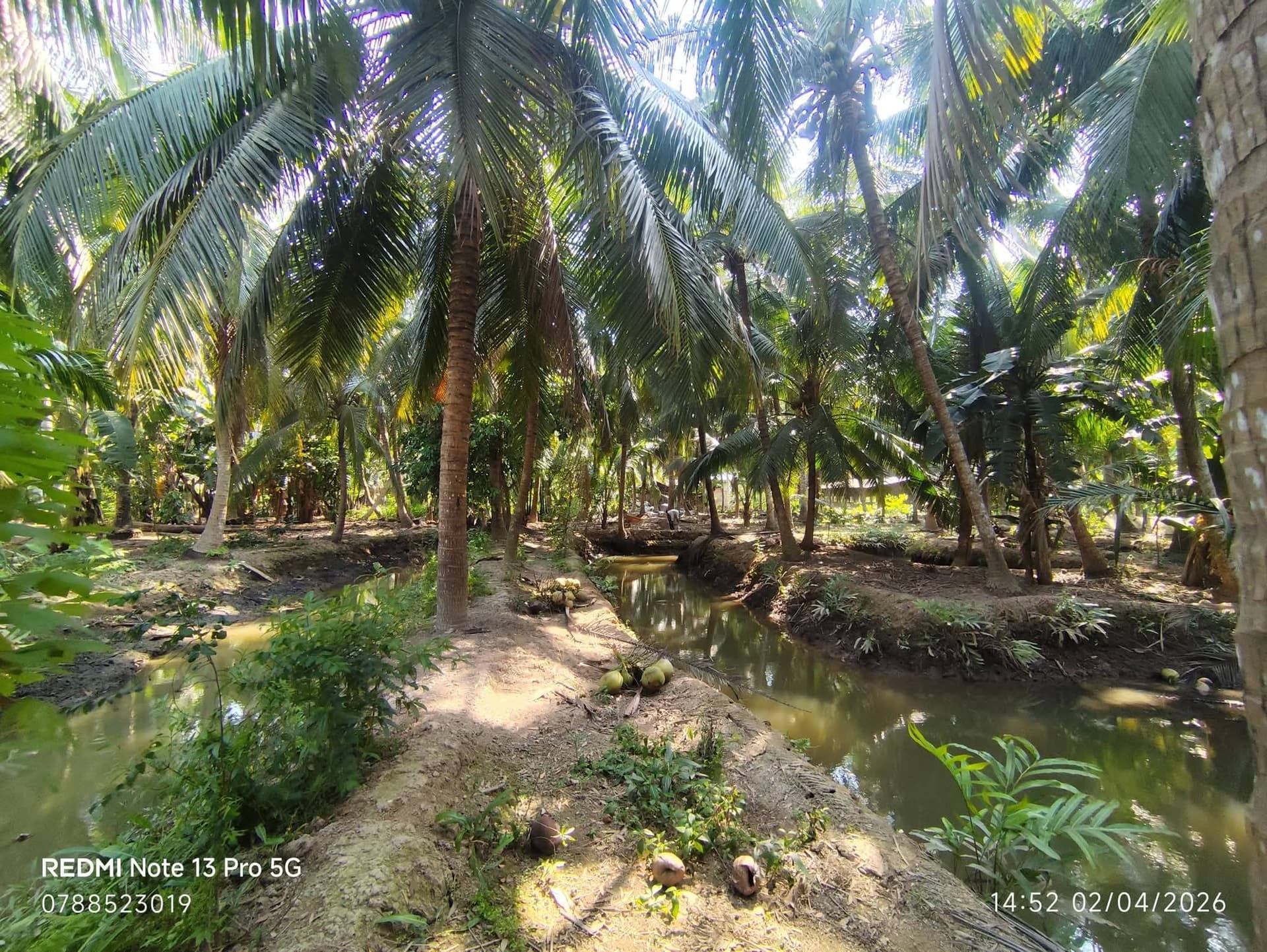 Bán đất X. Tân Phú Tây, H. Mỏ Cày Bắc, T. Bến Tre - Ảnh 3