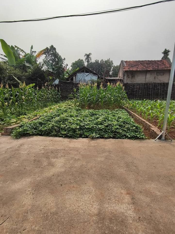 Bán đất X. Vân Nam, H. Phúc Thọ, Tp. Hà Nội - Ảnh 2