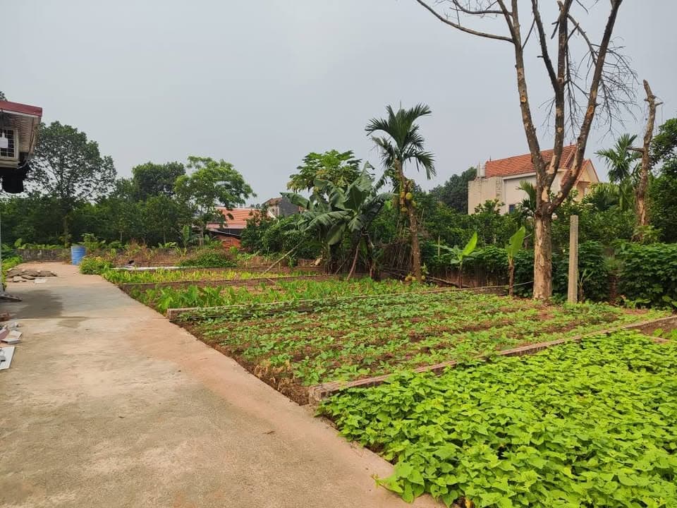 Bán đất X. Vân Nam, H. Phúc Thọ, Tp. Hà Nội - Ảnh 3