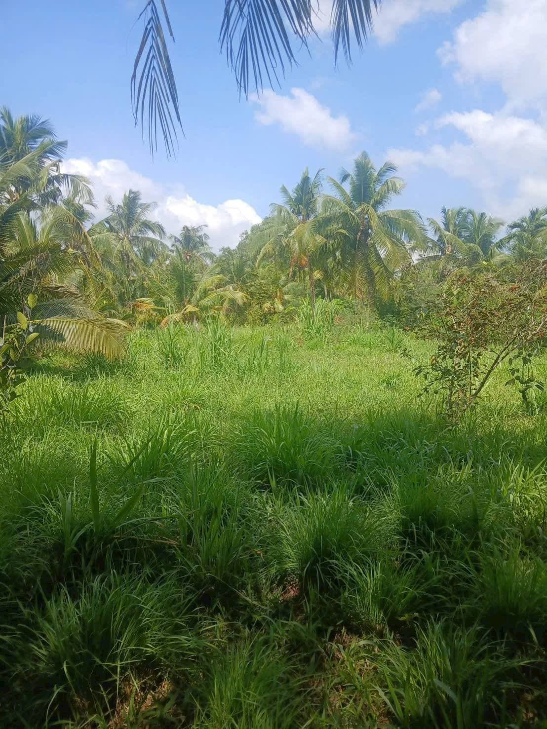 Bán đất X. Lương Hòa, H. Giồng Trôm, T. Bến Tre - Ảnh 2