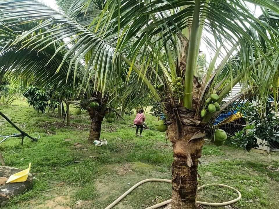 Bán nhà riêng X. Hiệp Thuận, H. Phúc Thọ, Tp. Hà Nội - Ảnh 3