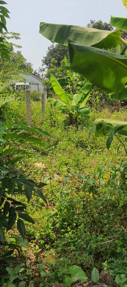 Bán đất X. Hòa Quang Bắc, H. Phú Hòa, T. Phú Yên - Ảnh 2