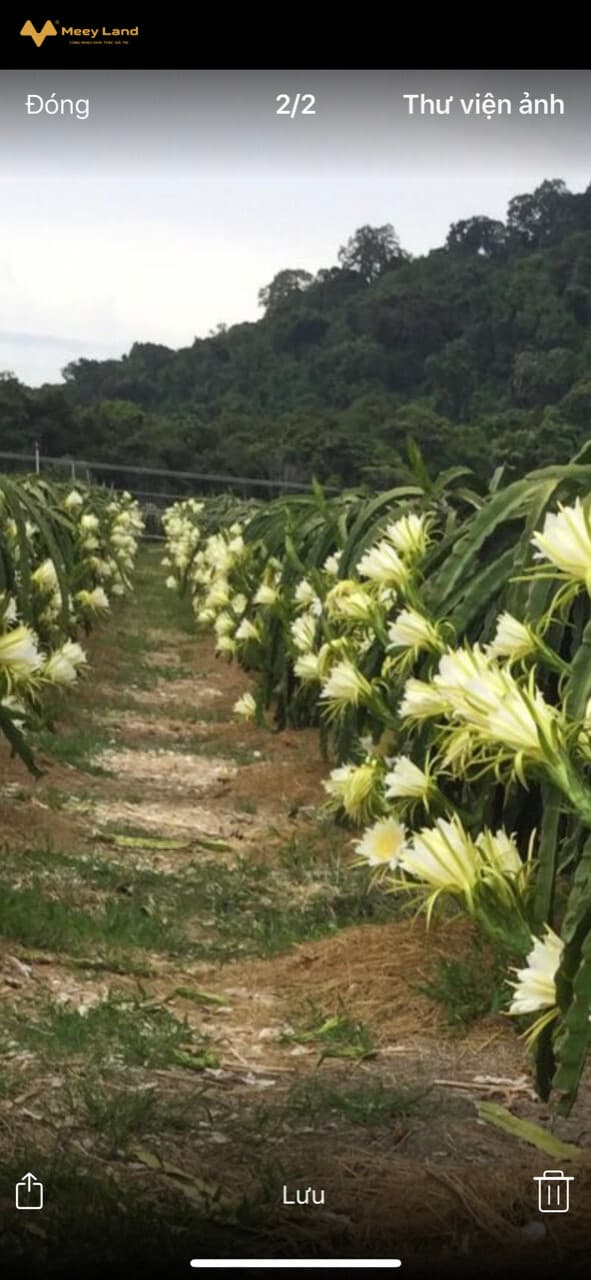 Bán trang trại Bán Vườn Thanh Long, Đ. 719, X. Hàm Minh, H. Hàm Thuận Nam, T. Bình Thuận - Ảnh 3