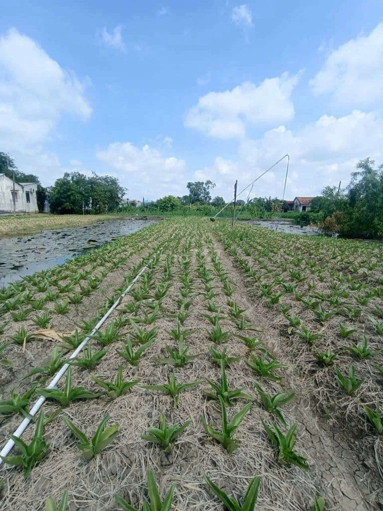 Chính Chủ Cần Bán Gấp _ Giá *** Khu Vực - Ảnh 2