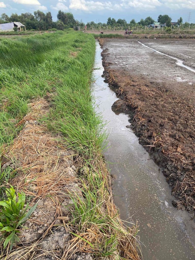🌱 BÁN ĐẤT NÔNG NGHIỆP TÂN PHÚ TRUNG – CỦ CHI - Ảnh 2