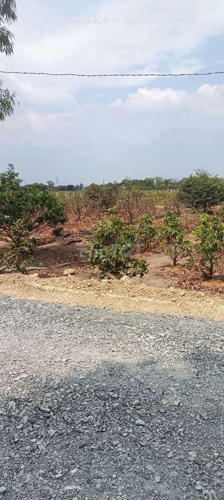Bán Đất nông nghiệp mặt tiền Kênh 4, Vườn Thơm, Bình Lợi, Bình Chánh. - Ảnh 2