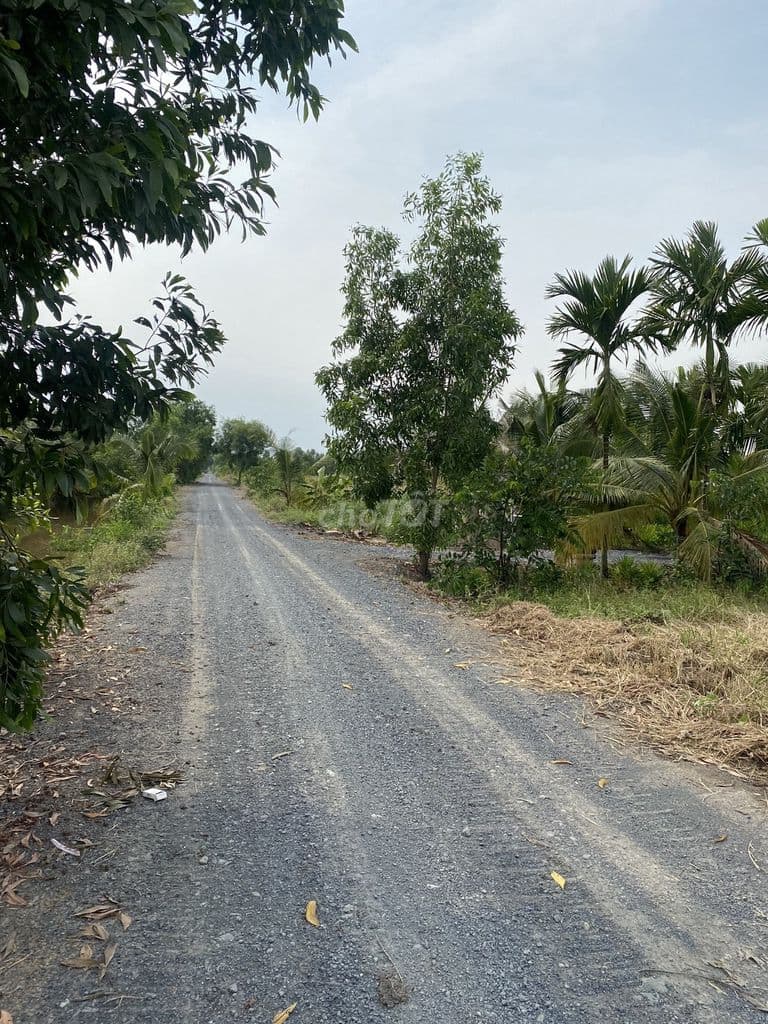 Bán đất vườn Lê Minh Xuân, Bình Chánh 1000m2 - Ảnh 2