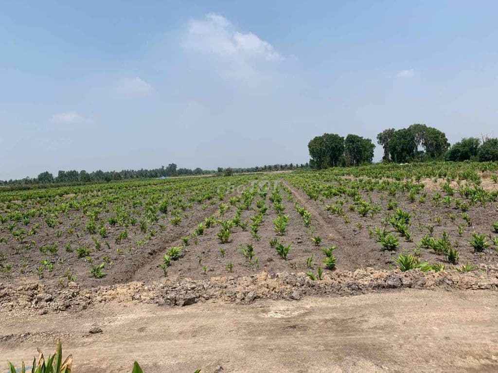 Bán rẻ đất 1178m2 giá 2.1ti xã Bình Lợi - Ảnh 3