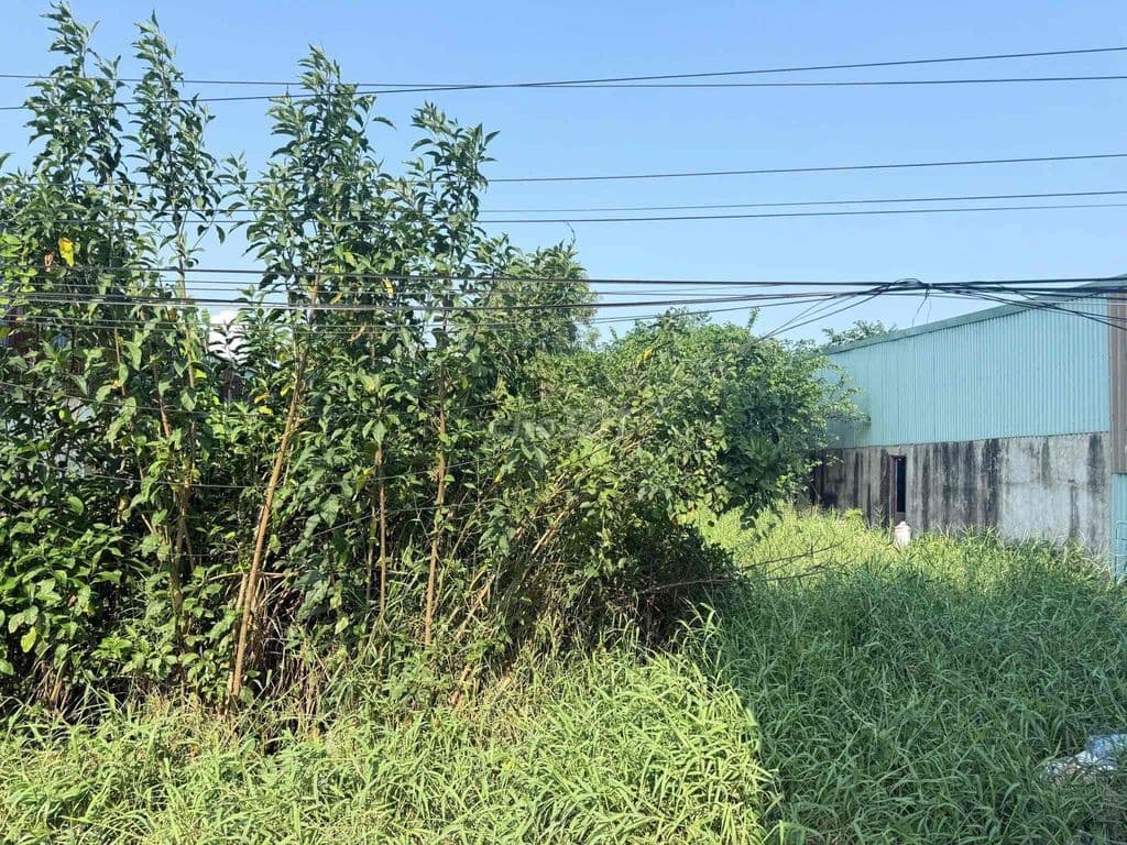 ĐẤT BÌNH CHÁNH – 300M² – GIÁ QUÁ RẺ ĐỂ ĐẦU TƯ - Ảnh 2