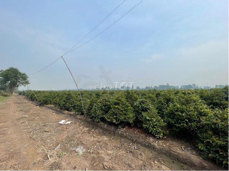 Đất chính chủ 65x150m (9.430m2), MT Kênh 1 Làng Mai Bình Lợi - Ảnh 2