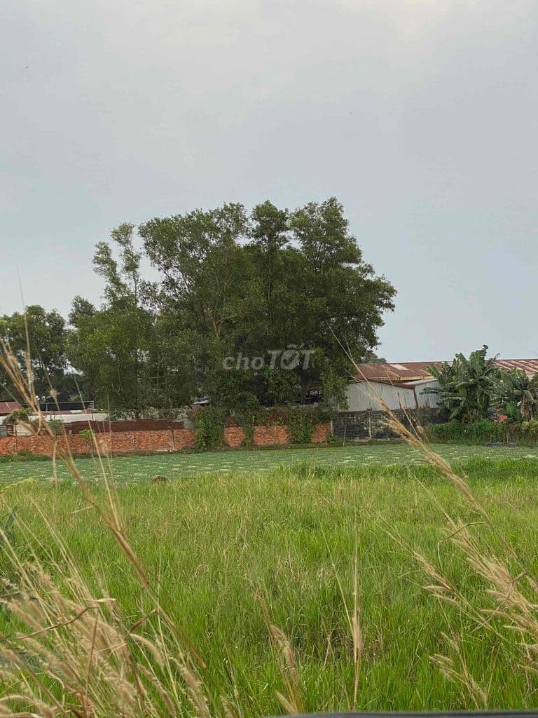 🌿 BÁN ĐẤT CÂY LÂU NĂM GIÁ TỐT ĐÔNG THẠNH, HÓC MÔN - Ảnh 3