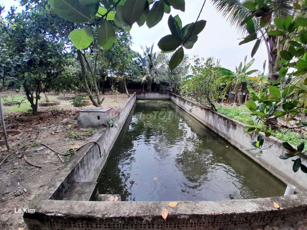 Bán nhà vườn 1200m2 mặt tiền kênh c20 ( Rạch Cây Xanh ) - Ảnh 3