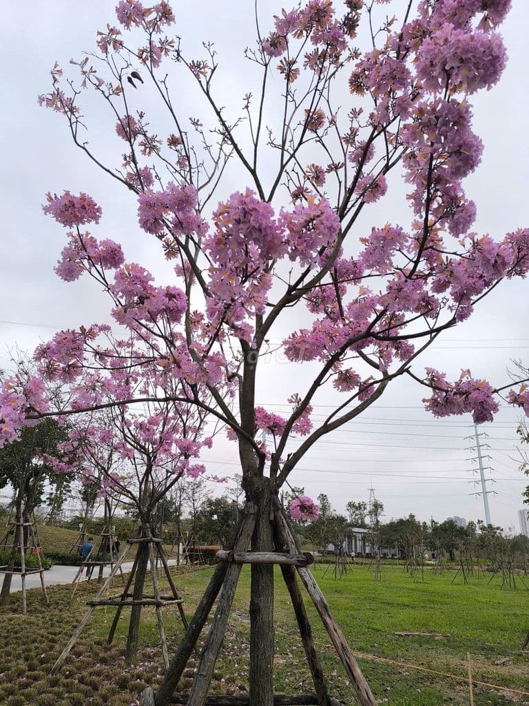 BÁN BUILDING 8 TẦNG, 90M², MT 6M, THANG MÁY, HOÀNG HOA THÁM HÀ ĐÔNG - Ảnh 2