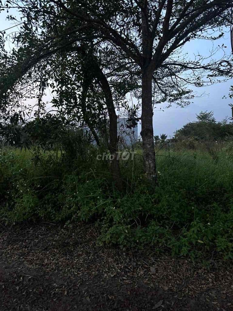 đất ấp 5 xã bình mỹ.đường 7m.DT: 5m x 25.5m fun thổ cư.shr - Ảnh 3