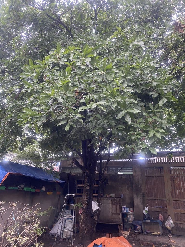 Bán lô đất chính chủ rộng hơn 1000m2 ở TP.HCM, hoặc hợp tác cho thuê - Ảnh 3