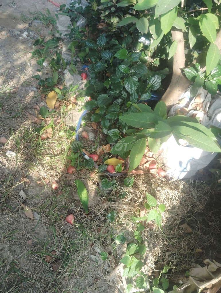 Bán đất Bình Mỹ