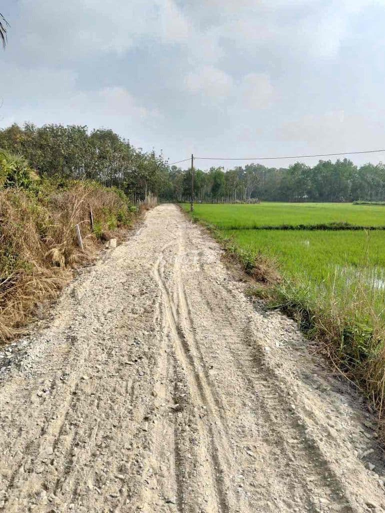 Bán đất trồng cây 2394m ( đã tách ra 4 sổ), ngang 96x25, đường đá bi