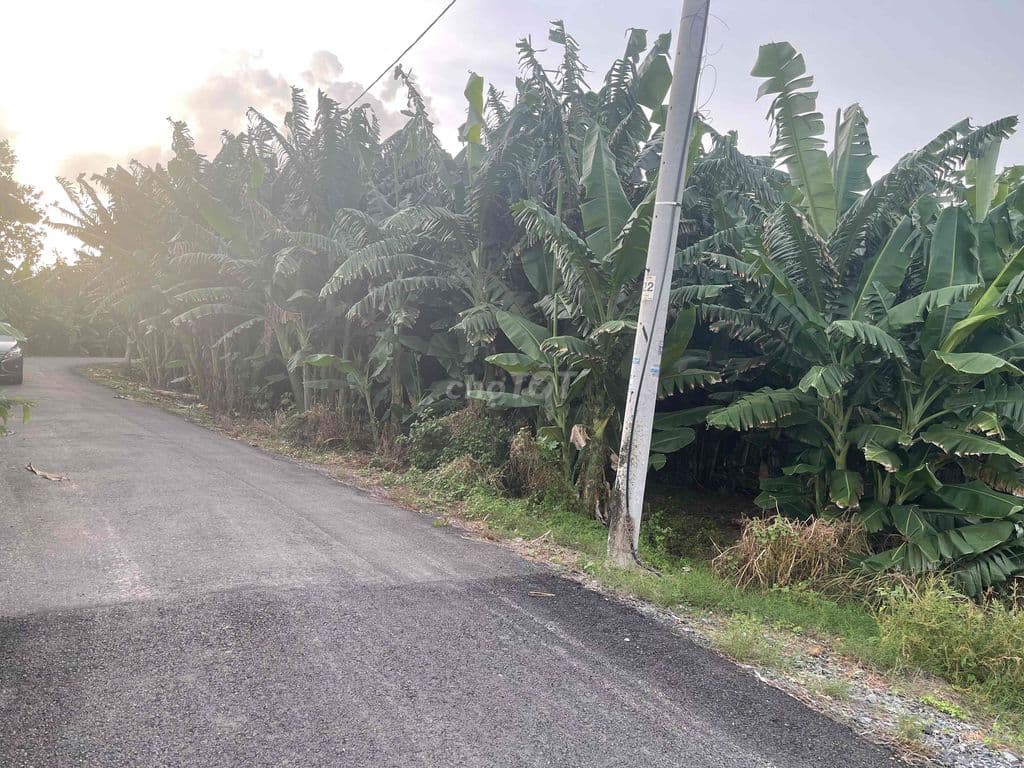 Đất vườn Bình Chánh chính chủ - Ảnh 2