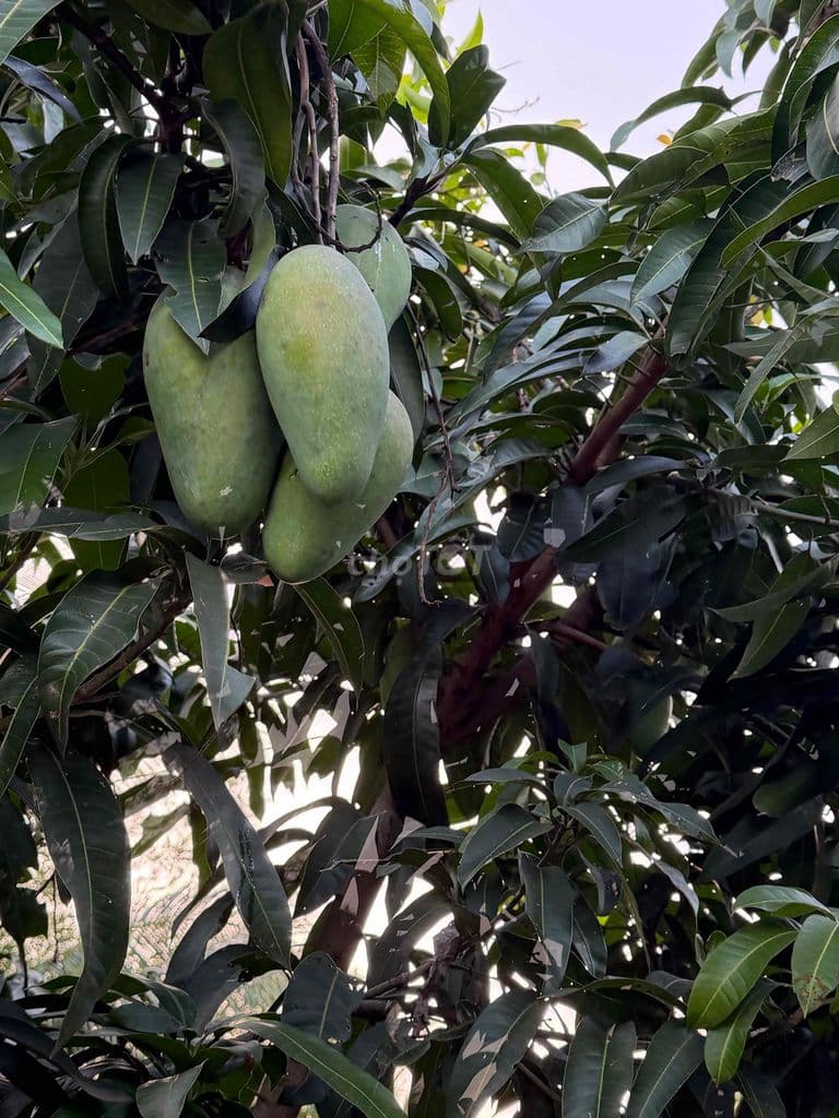 Nhà mới đang hoàn thiện - Ảnh 2