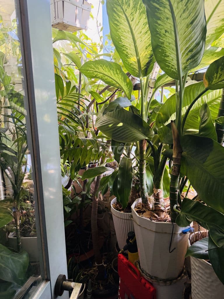 BÁN CĂN HỘ CHÍNH CHỦ GỬI- NGỘP - Ảnh 2