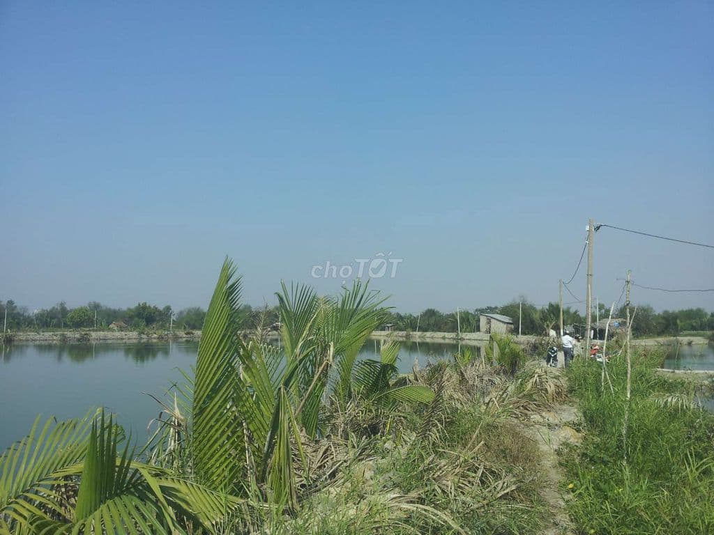 1000m đất Bình Hưng, Bình Chánh