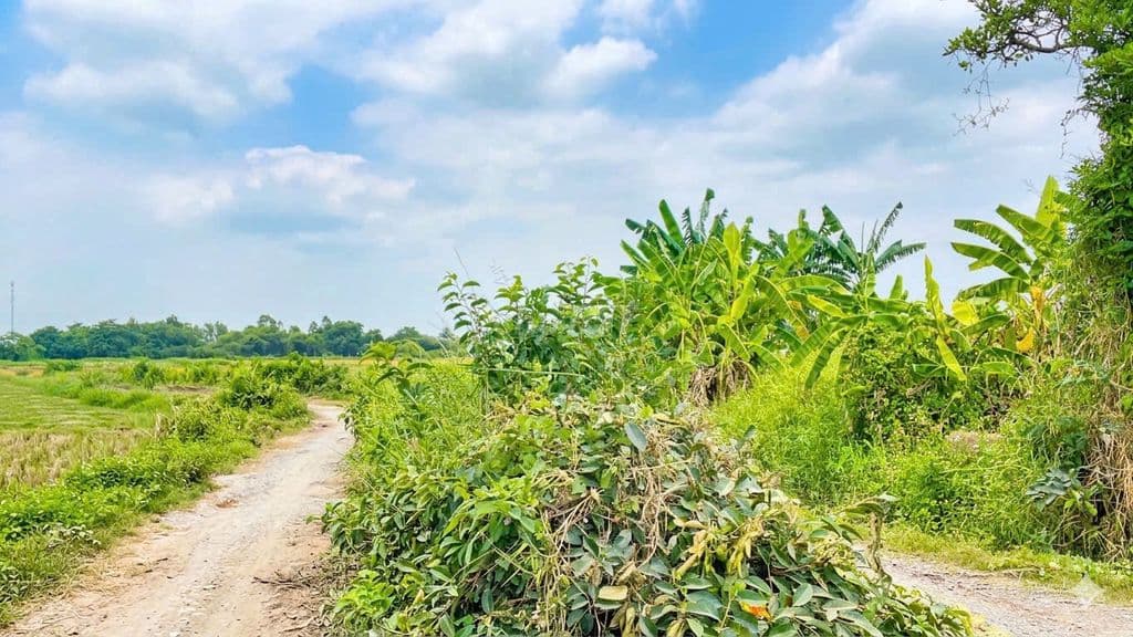 2556M2 ĐẤT THẠNH XUÂN HÓC MÔN CHỈ 11.74 TỶ TL GIÁ TỐT MỜI ĐẦU TƯ - Ảnh 2