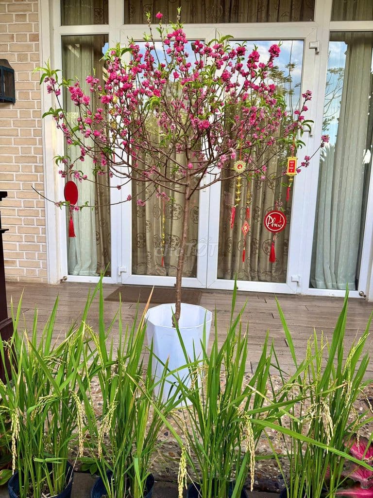 🚨 NGỘP BÁN GẤP – VILLA MẶT TIỀN KDC AN PHÚ AN KHÁNH (Q2 CŨ) - Ảnh 3