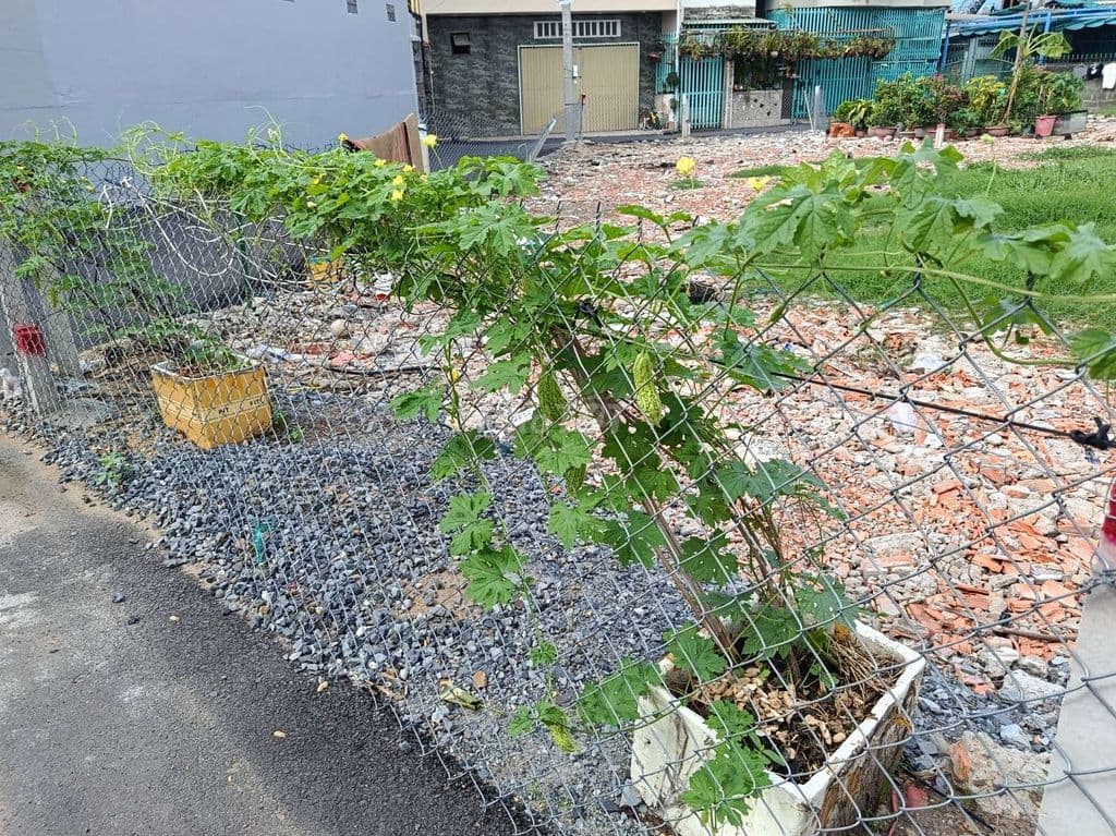 5,8 TỶ - 70M2 - ĐẤT THỔ CƯ, SỔ RIÊNG - SANG TÊN NGAY - Ảnh 3