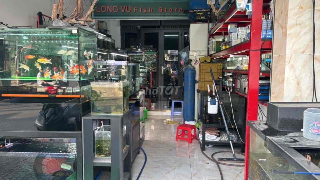 cần Sang tiệm cá cảnh đầy đủ đồ, cá - Ảnh 3