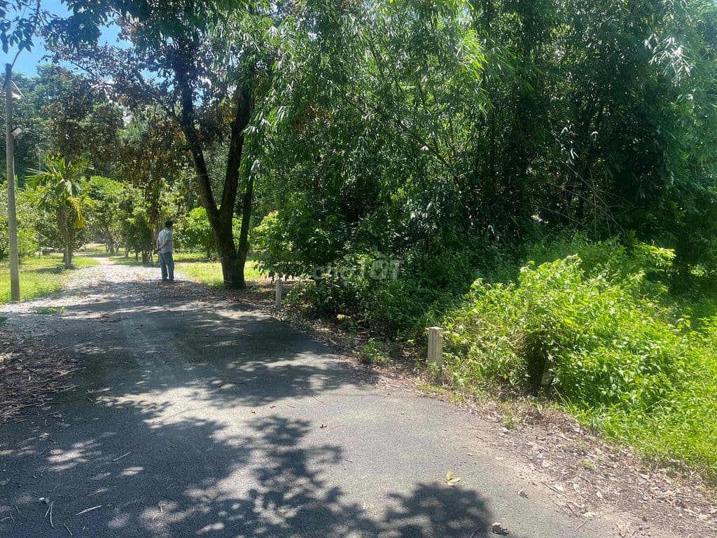 145m2 full thổ cư 1,6ty TL15 Cây Gõ Củ Chi - Ảnh 3