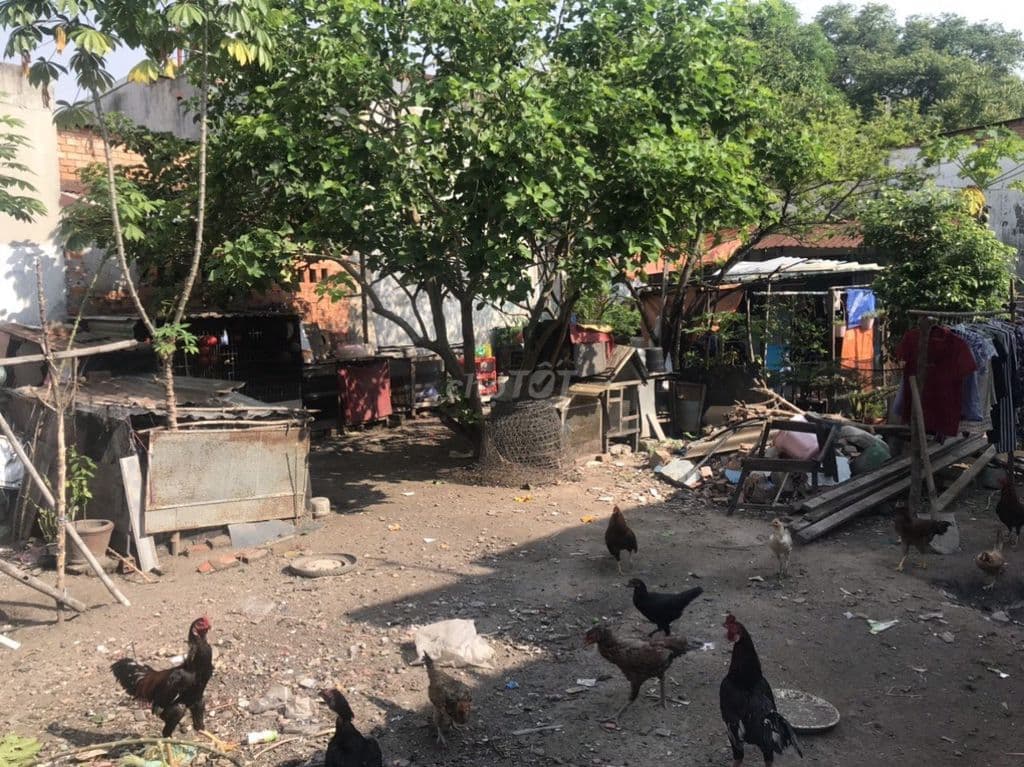 Bán đất ONT 10m x15.3m xã Hóc Môn mới, cách chợ HM 700m, coop DVD 400m - Ảnh 3