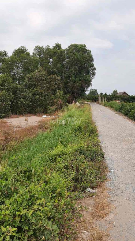 bán 2000m vườn sổ riêng mặt tiền đan xã tân nhựt - Ảnh 3