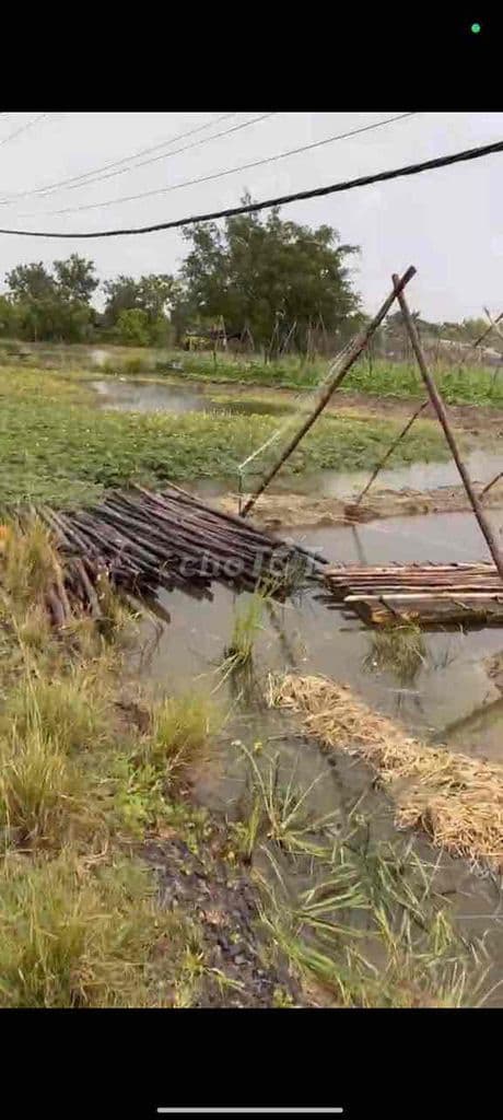 HÀNG NGỘP BÁN RẺ 1000m2 đất vườn đường xe hơi 2.2ti - Ảnh 3