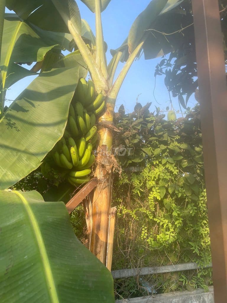 🌿 BÁN ĐẤT NHÀ VƯỜN 500m² – BÌNH MỸ, CỦ CHI 🌿 - Ảnh 2