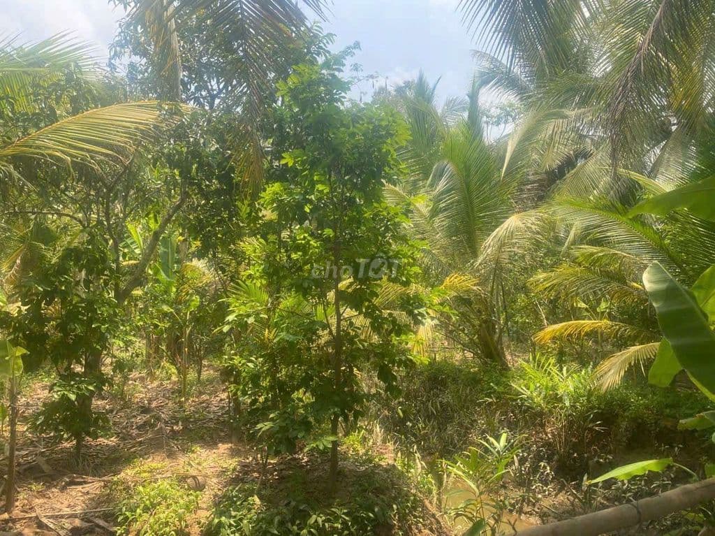 bán đất ấp thanh xuân 2 xã thanh tân bến tre