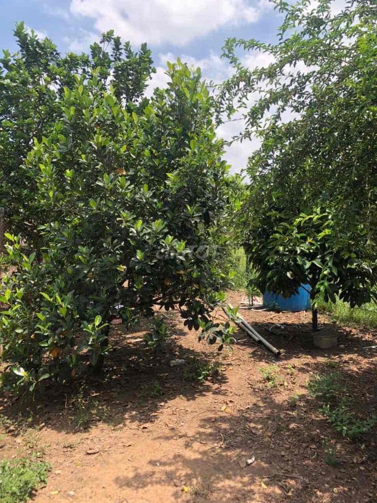 Bán nhà 2 mặt tiền đường Bàu Lách - Ảnh 3