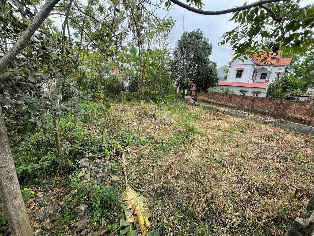 cần bán đất - Ảnh 3