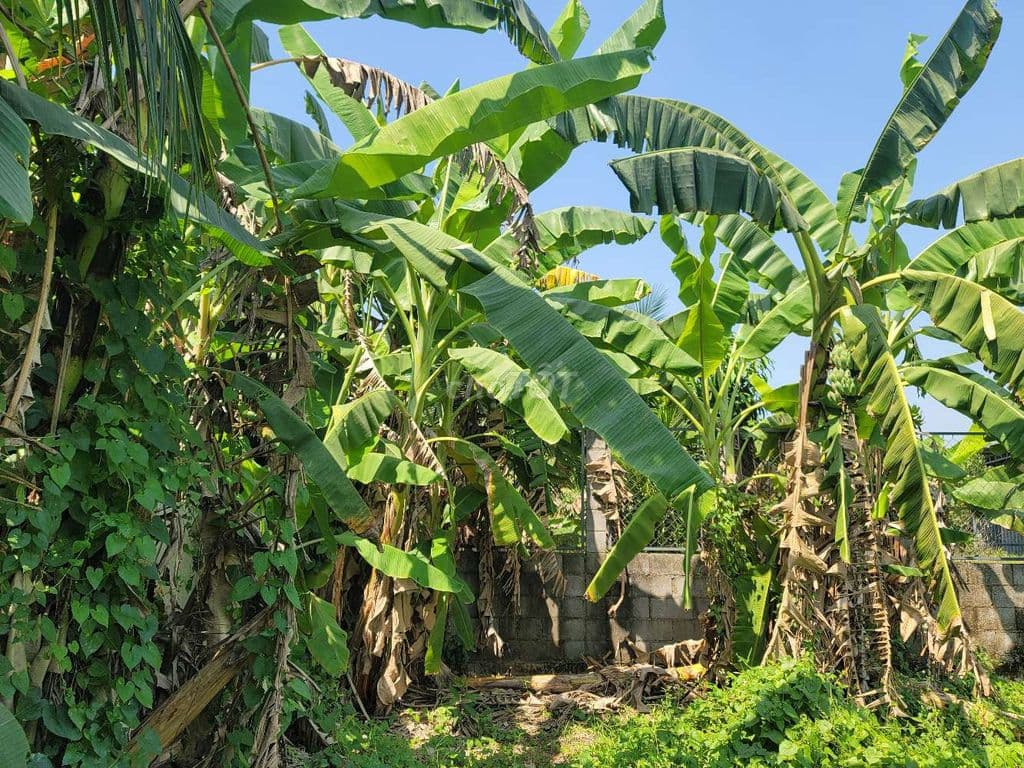 Bán 500m2 đất Xã Tân Thạnh Đông, Củ Chi, giáp Hóc Môn, VĐ 3, Cao tốc - Ảnh 2