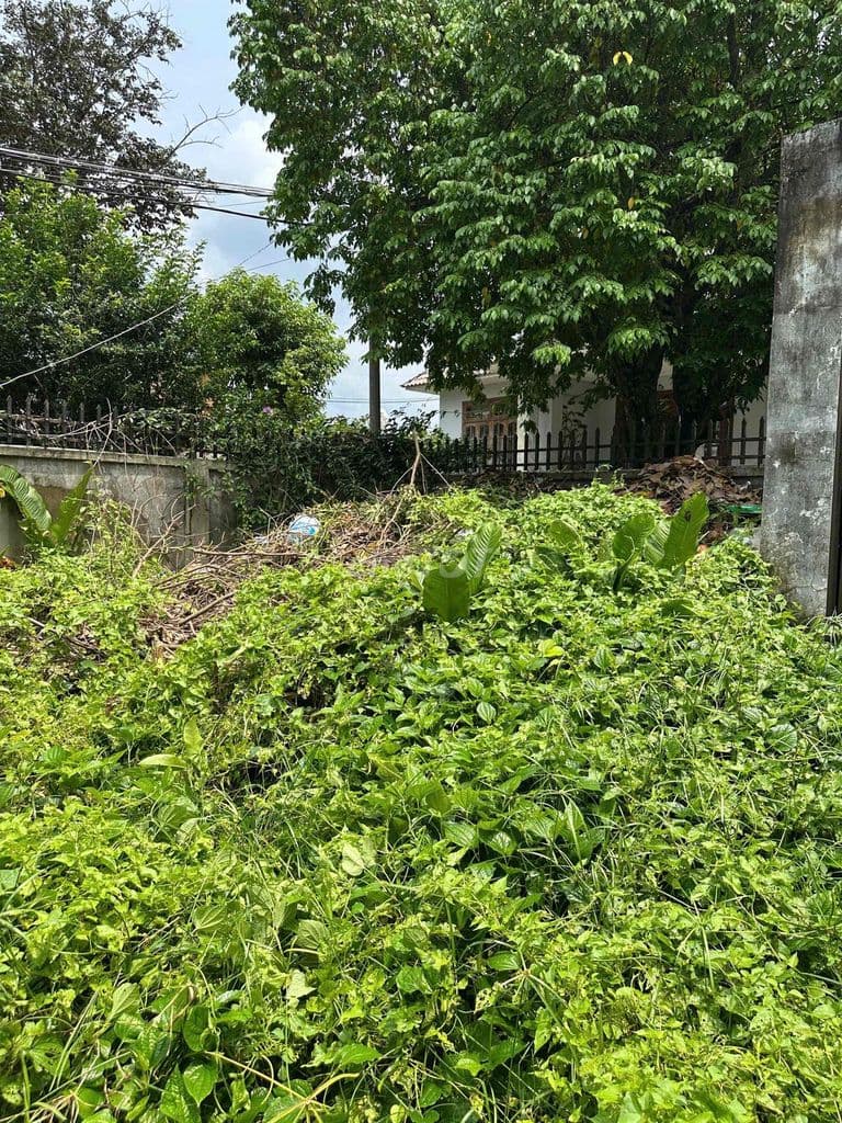 Đất mặt tiền đường Bến Than - Ảnh 3