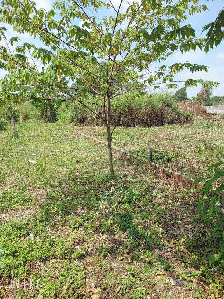 bán đất vườn sổ chung 40m2 đường đa phước ql50 - Ảnh 3