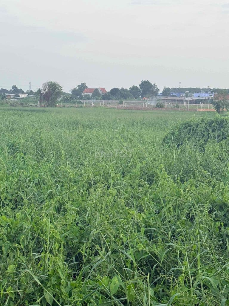 Đất Củ Chi giá rẻ - Ảnh 3