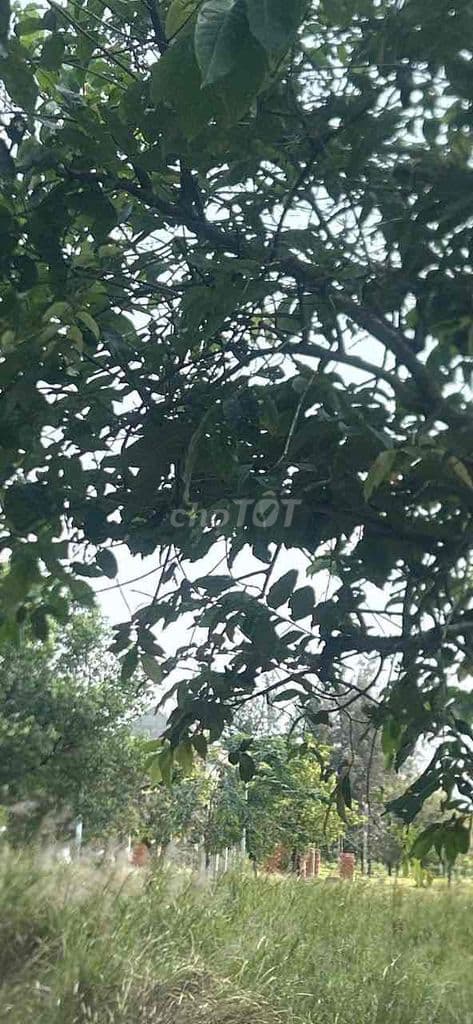 ĐẤT ĐẸP 5x20 – NGAY KDC – ĐÓN SÓNG LÀNG ĐẠI HỌC, GIÁ TỐT! - Ảnh 2