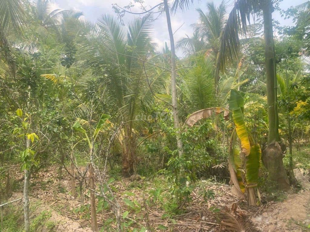 bán đất ấp thanh xuân 2 xã thanh tân bến tre - Ảnh 2