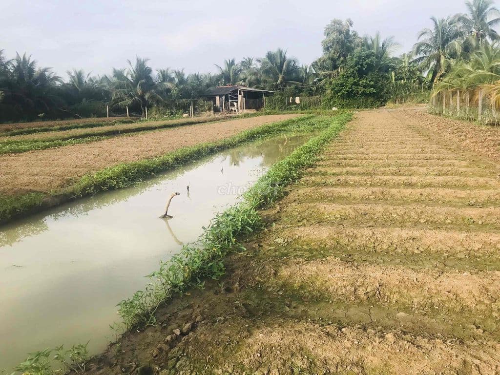 BÁN 1000 m2 ĐẤT NÔNG NGHIỆP - Ảnh 3