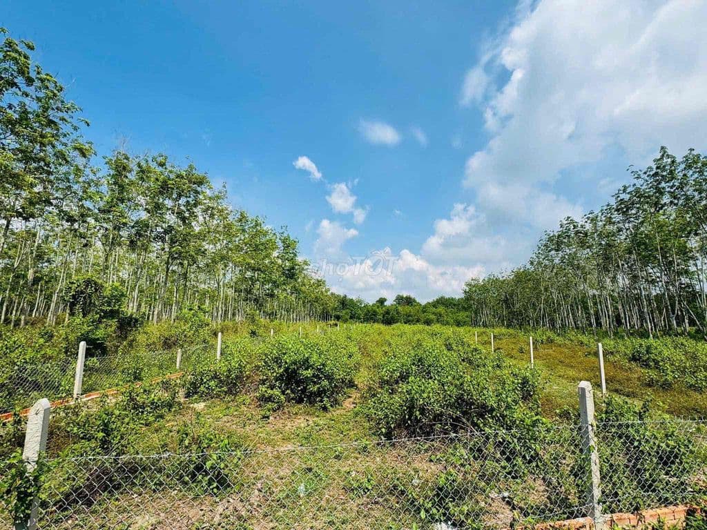 🔥 HÀNG HIẾM CỦ CHI – 1.600m² ĐẤT NHÀ VƯỜN GIÁ CHỈ 3,1 TỶ, CƠ HỘI ĐẦ - Ảnh 2